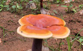 灵芝养生药膳食谱（一）