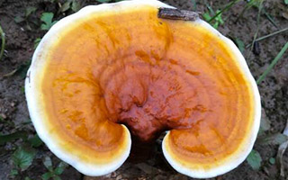 如何鉴别灵芝孢子粉是否破壁？