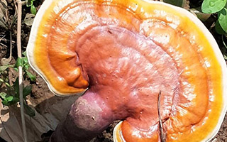 怎样辨别灵芝孢子粉的好坏？别再不知道了！