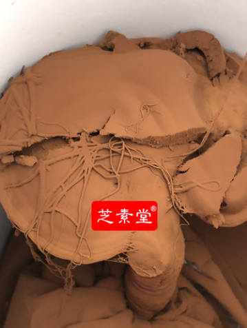灵芝孢子粉是如何改善调理呼吸道疾病的? 灵芝孢子粉是如何改善调理呼吸道疾病的?