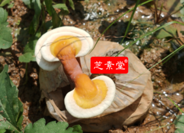 人工灵芝和野生灵芝的区别！-第1张图片-卓越灵芝孢子粉