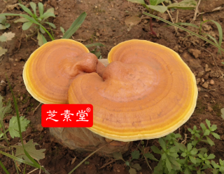 人工灵芝和野生灵芝的区别！-第2张图片-卓越灵芝孢子粉