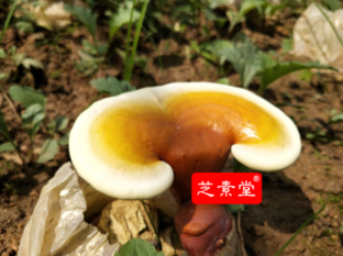 人工灵芝和野生灵芝的区别！-第3张图片-卓越灵芝孢子粉