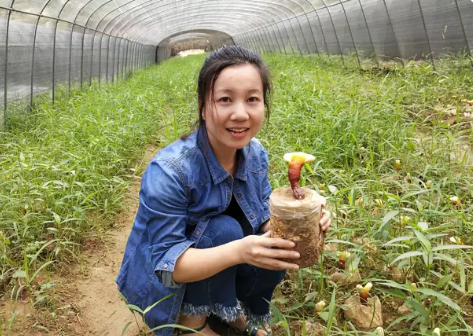 野生灵芝和仿野生种植灵芝的功效一样吗？-第1张图片-卓越灵芝孢子粉