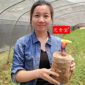 灵芝孢子粉的功效与作用对经常性感冒有效果吗？-第3张图片-卓越灵芝孢子粉