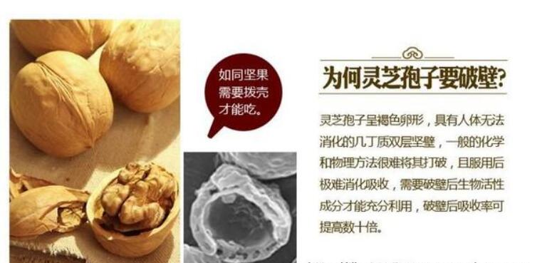 灵芝破壁孢子粉是什么东西？破壁是什么意思？-第1张图片-卓越灵芝孢子粉