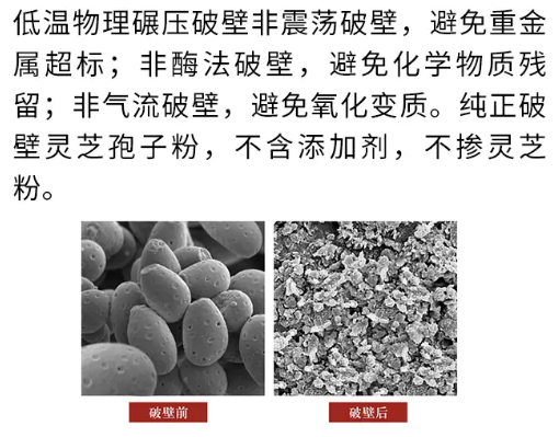 灵芝破壁孢子粉是什么东西？破壁是什么意思？-第2张图片-卓越灵芝孢子粉