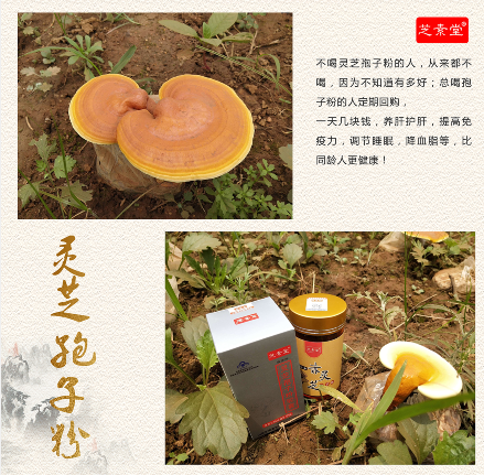 芝素堂灵芝破壁孢子粉的功效与作用之 辅助治疗高血压-第4张图片-卓越灵芝孢子粉
