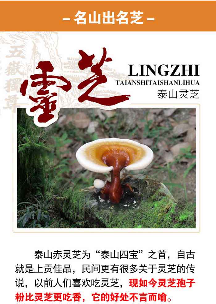 长白山灵芝孢子粉跟泰山灵芝孢子粉，哪个更好？-第1张图片-卓岳灵芝孢子粉