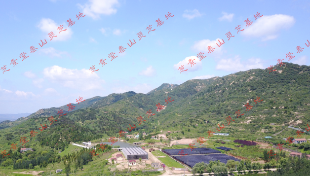双十一来了，购买灵芝破壁孢子粉的标准是什么？-第3张图片-卓越灵芝孢子粉