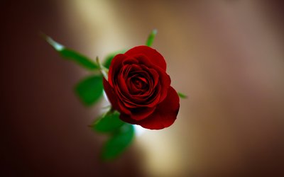 女人长期吃灵芝孢子粉能够保持年轻态吗？-第1张图片-卓越灵芝孢子粉