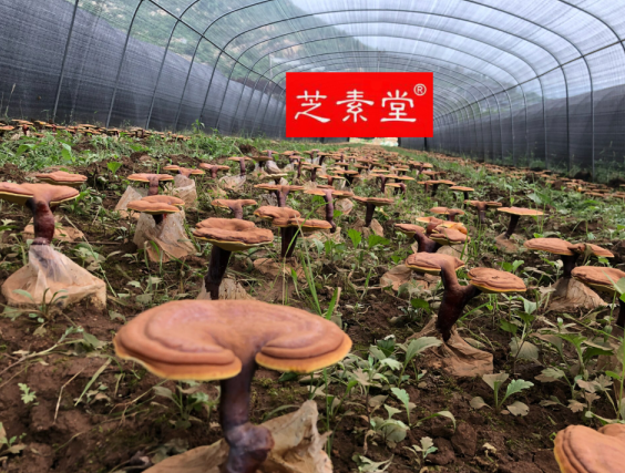 灵芝孢子粉的原料质量可以影响破壁灵芝孢子粉的价格吗 灵芝孢子粉的原料质量可以影响破壁灵芝孢子粉的价格吗