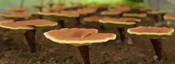 灵芝破壁孢子粉适合人群，你都清楚吗？-第2张图片-卓越灵芝孢子粉