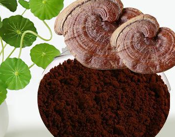 灵芝孢子粉怎么吃？只要用水泡就可以了？-第1张图片-卓越灵芝孢子粉