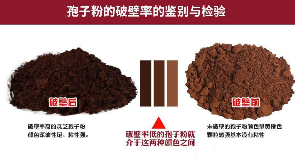 灵芝孢子粉粉碎到什么程度好?会对作用产生哪些影响?-第1张图片-卓越灵芝孢子粉 灵芝孢子粉粉碎到什么程度好?会对作用产生哪些影响?-第1张图片-卓越灵芝孢子粉
