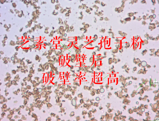 去壁灵芝孢子粉好吗？和破壁灵芝孢子粉有什么不同？-第1张图片-卓越灵芝孢子粉