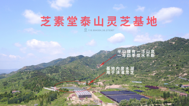 安徽大别山灵芝孢子粉和泰山灵芝孢子粉哪里的好？-第1张图片-卓越灵芝孢子粉