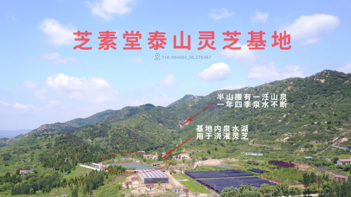 破壁灵芝孢子粉多少钱是怎样决定的？贵的和便宜的有什么区别？-第1张图片-卓越灵芝孢子粉