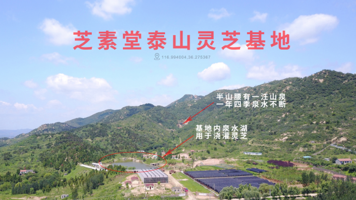 破壁灵芝孢子粉价格的差别很大是什么原因?-第1张图片-卓越灵芝孢子粉 破壁灵芝孢子粉价格的差别很大是什么原因?-第1张图片-卓越灵芝孢子粉
