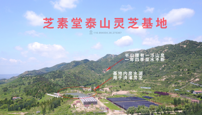 芝素堂泰山赤灵芝孢子粉孕育灵芝精华-第3张图片-卓越灵芝孢子粉 芝素堂泰山赤灵芝孢子粉孕育灵芝精华-第3张图片-卓越灵芝孢子粉