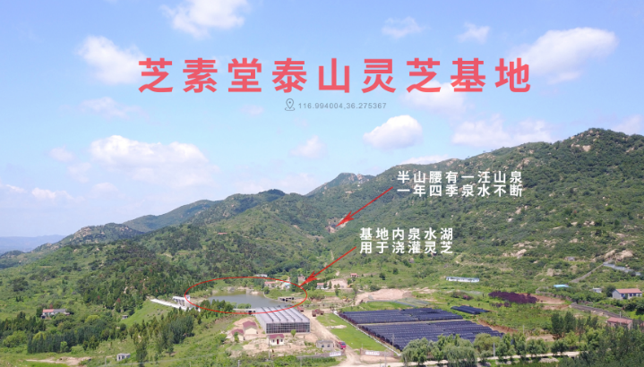 灵芝孢子粉市场价格差别这么大合理吗?有哪些原因?-第1张图片-卓越灵芝孢子粉 灵芝孢子粉市场价格差别这么大合理吗?有哪些原因?-第1张图片-卓越灵芝孢子粉