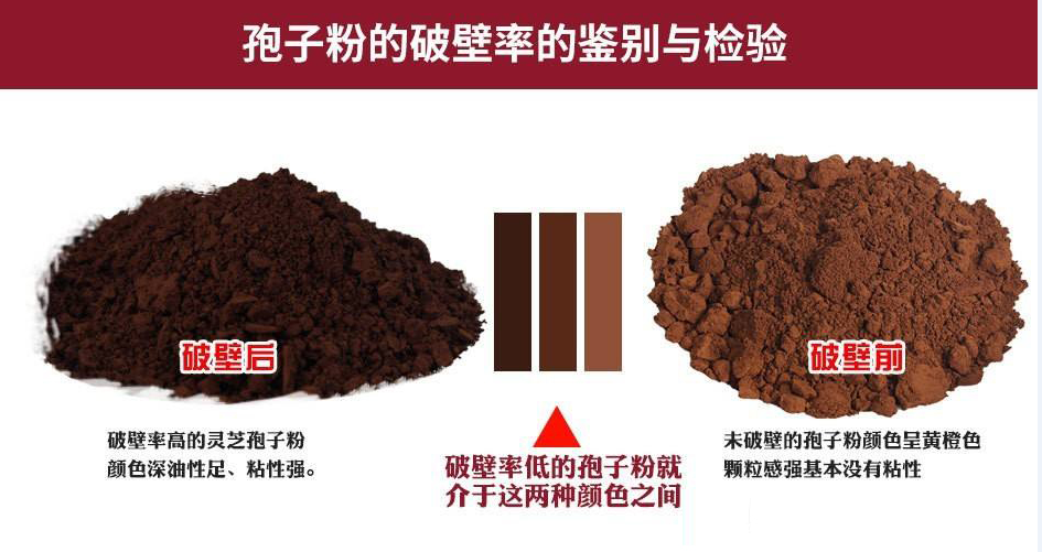 如何区别灵芝孢子粉有无破壁?破壁有什么用?-第1张图片-卓越灵芝孢子粉 如何区别灵芝孢子粉有无破壁?破壁有什么用?-第1张图片-卓越灵芝孢子粉