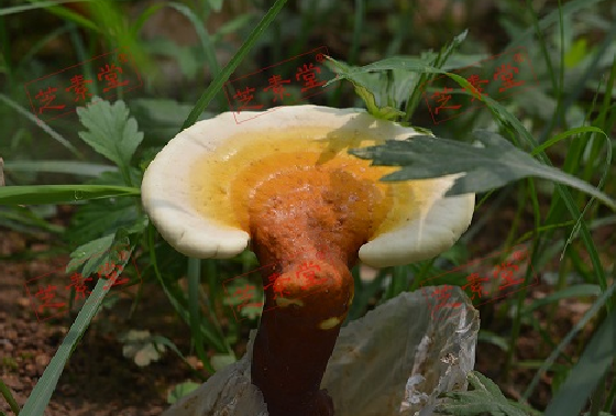 什么是椴木灵芝孢子粉?质量会更好吗?-第1张图片-卓越灵芝孢子粉 什么是椴木灵芝孢子粉?质量会更好吗?-第1张图片-卓越灵芝孢子粉