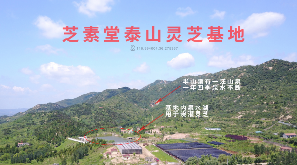人工种植灵芝孢子粉品质怎么样?和野生的差多少?-第1张图片-卓越灵芝孢子粉 人工种植灵芝孢子粉品质怎么样?和野生的差多少?-第1张图片-卓越灵芝孢子粉
