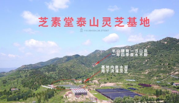 散装的灵芝孢子粉能买吗?正规的是什么样的?-第1张图片-卓越灵芝孢子粉 散装的灵芝孢子粉能买吗?正规的是什么样的?-第1张图片-卓越灵芝孢子粉