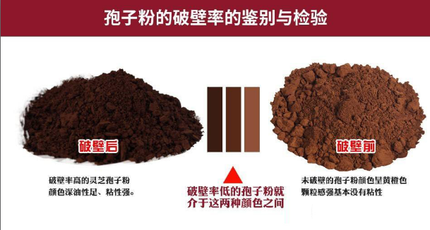破壁灵芝孢子粉是什么意思?比一般的灵芝孢子粉好在哪?-第1张图片-卓越灵芝孢子粉 破壁灵芝孢子粉是什么意思?比一般的灵芝孢子粉好在哪?-第1张图片-卓越灵芝孢子粉
