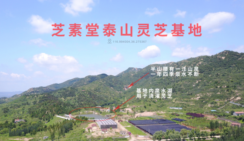 灵芝孢子粉的营养成分都有哪些?它对灵芝孢子粉意义重大-第1张图片-卓越灵芝孢子粉 灵芝孢子粉的营养成分都有哪些?它对灵芝孢子粉意义重大-第1张图片-卓越灵芝孢子粉
