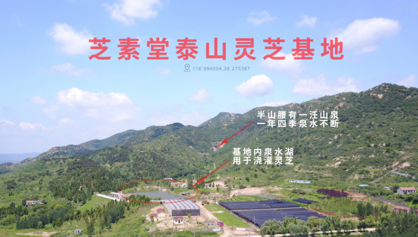 灵芝孢子粉怎么吃效果才好？掌握这点最关键-第1张图片-卓越灵芝孢子粉