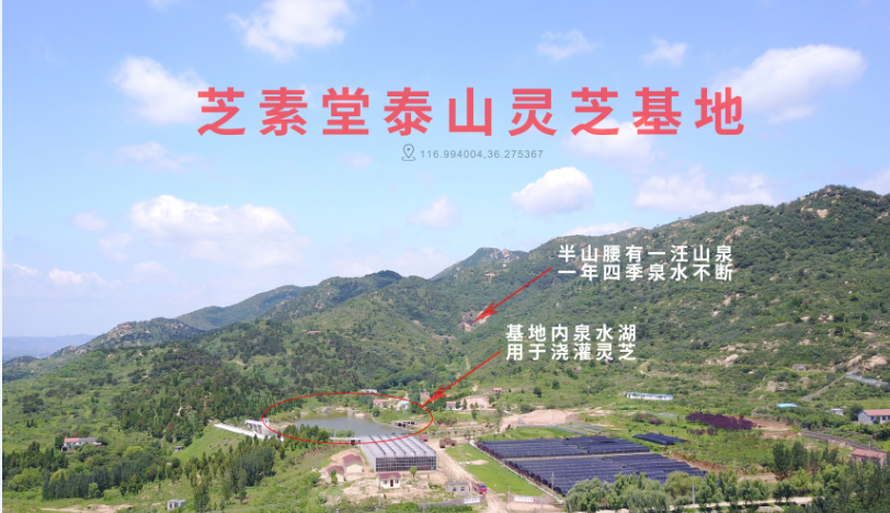 灵芝孢子粉能够提高免疫力吗？它的意义重大-第1张图片-卓越灵芝孢子粉