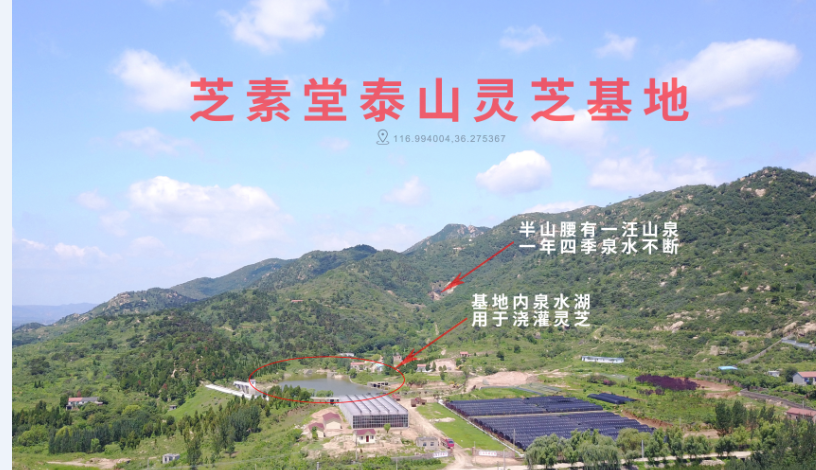 灵芝对癌症有用吗?怎么吃才有用?听听专家怎么说-第2张图片-卓越灵芝孢子粉 灵芝对癌症有用吗?怎么吃才有用?听听专家怎么说-第2张图片-卓越灵芝孢子粉