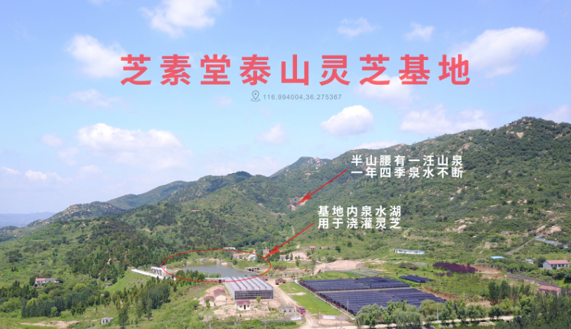 灵芝三萜和灵芝多糖哪个更好？它才是最重要的-第1张图片-卓越灵芝孢子粉