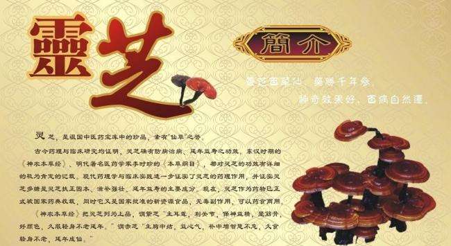 灵芝孢子粉的功效与作用之提高免疫力-第1张图片-卓越灵芝孢子粉 灵芝孢子粉的功效与作用之提高免疫力-第1张图片-卓越灵芝孢子粉