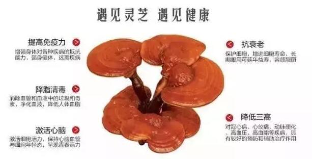 灵芝孢子粉的功用对身体有哪些好处？-第1张图片-卓越灵芝孢子粉