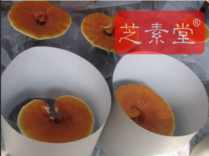 灵芝孢子粉不适宜人群有哪些？服用灵芝孢子粉有什么禁忌？-第1张图片-卓越灵芝孢子粉