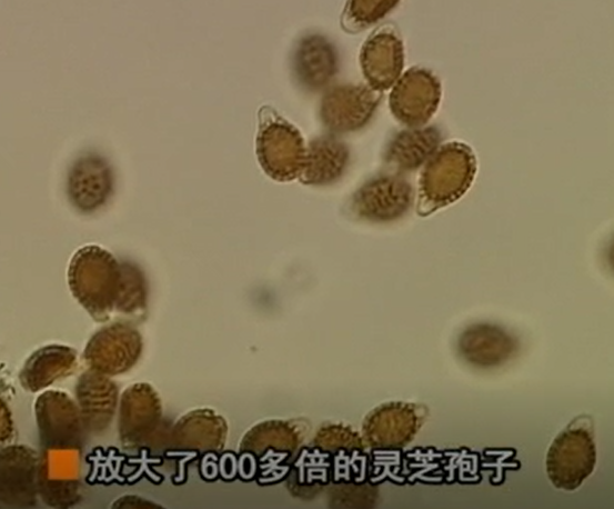 如何选择 灵芝孢子粉破壁 率高保健效果好的？-第1张图片-卓越灵芝孢子粉