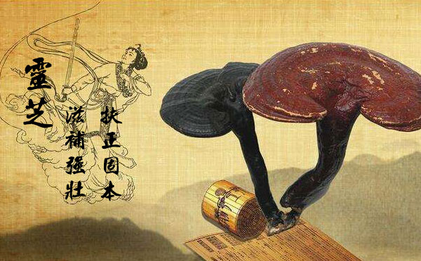 灵芝孢子粉有什么作用？什么人适合吃灵芝孢子粉？-第1张图片-卓越灵芝孢子粉