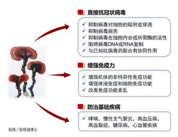 如何提高免疫力？服用灵芝孢子粉提高免疫力要趁早-第1张图片-卓岳灵芝孢子粉