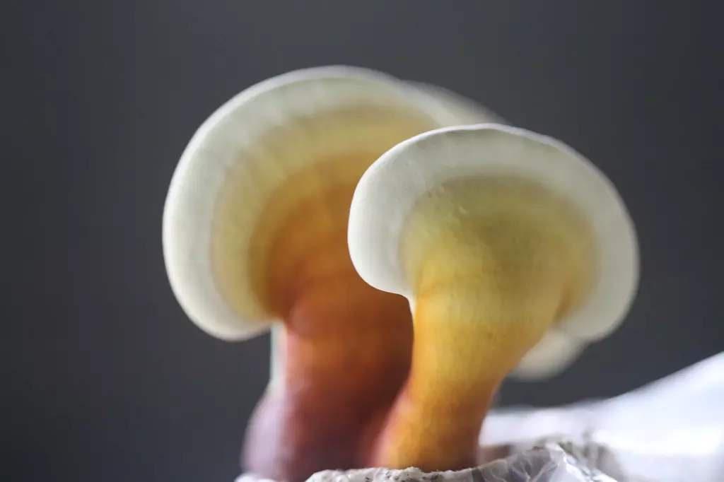 灵芝孢子粉作用 为什么效果相差很大？-第1张图片-卓越灵芝孢子粉