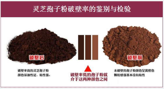 灵芝孢子粉有什么营养？你还不知道吗？-第1张图片-卓越灵芝孢子粉