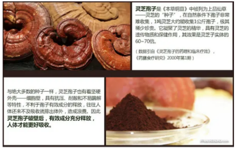 灵芝孢子粉可以放在中药里煎服吗？原来还有分类！-第1张图片-卓越灵芝孢子粉