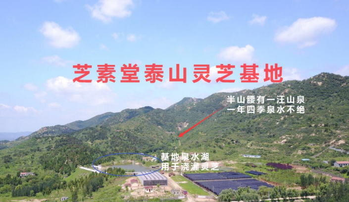 灵芝孢子粉是野生的还是人工的好?这篇文章都说明了！-第4张图片-卓越灵芝孢子粉