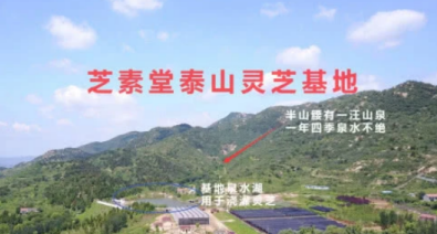 正宗的灵芝孢子粉多少钱一斤?你确定买对了吗?-第1张图片-卓越灵芝孢子粉 正宗的灵芝孢子粉多少钱一斤?你确定买对了吗?-第1张图片-卓越灵芝孢子粉