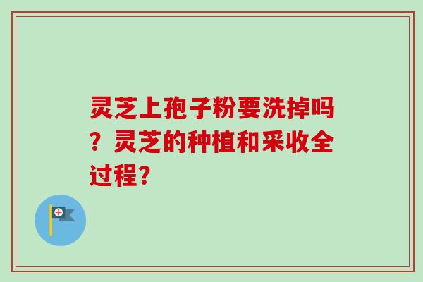灵芝上孢子粉要洗掉吗？灵芝的种植和采收全过程？-第1张图片-卓越灵芝孢子粉