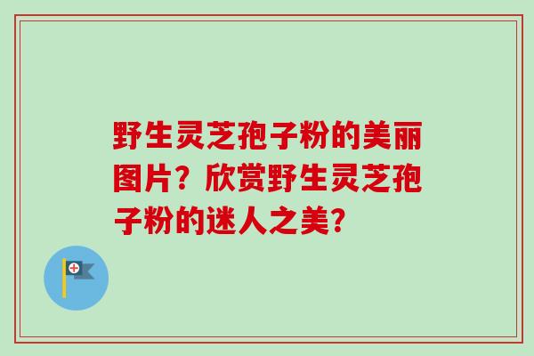 野生灵芝孢子粉的美丽图片?欣赏野生灵芝孢子粉的迷人之美?-第1张图片-卓越灵芝孢子粉 野生灵芝孢子粉的美丽图片?欣赏野生灵芝孢子粉的迷人之美?-第1张图片-卓越灵芝孢子粉