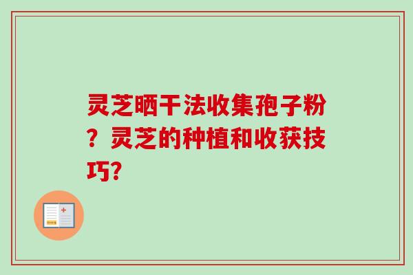 灵芝晒干法收集孢子粉?灵芝的种植和收获技巧?-第1张图片-卓越灵芝孢子粉 灵芝晒干法收集孢子粉?灵芝的种植和收获技巧?-第1张图片-卓越灵芝孢子粉