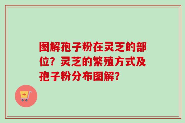 图解孢子粉在灵芝的部位?灵芝的繁殖方式及孢子粉分布图解?-第1张图片-卓越灵芝孢子粉 图解孢子粉在灵芝的部位?灵芝的繁殖方式及孢子粉分布图解?-第1张图片-卓越灵芝孢子粉